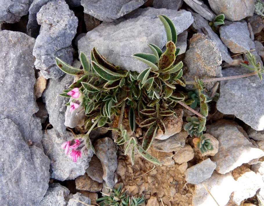 Орхидея Лелия Бразилия