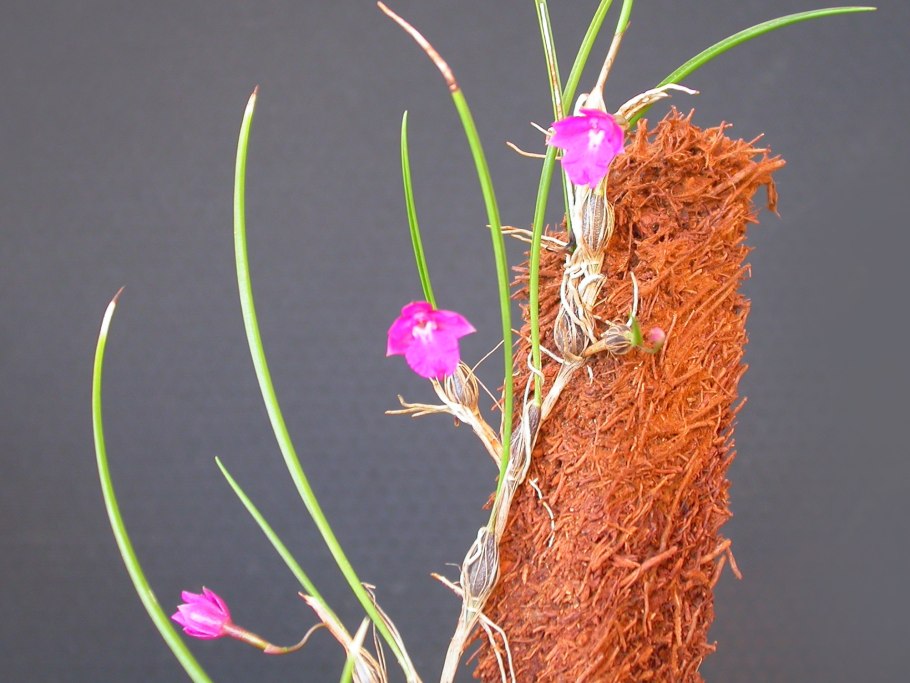 Isabelia violacea Продолжительность цветения