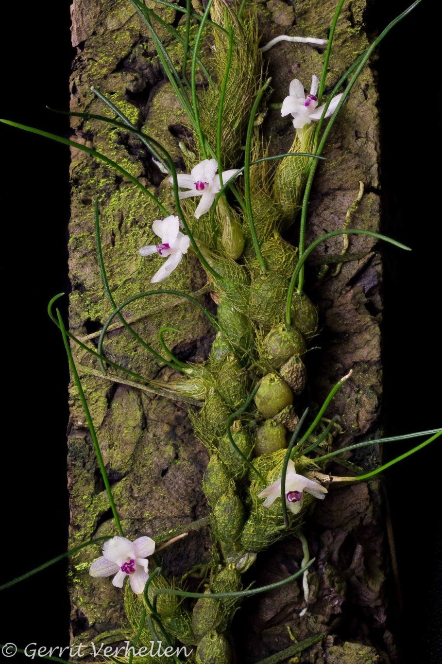 Sophronitis violacea