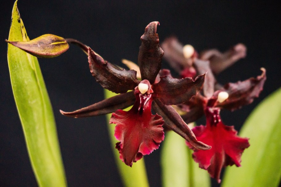 Изабели фонтана фотосессии