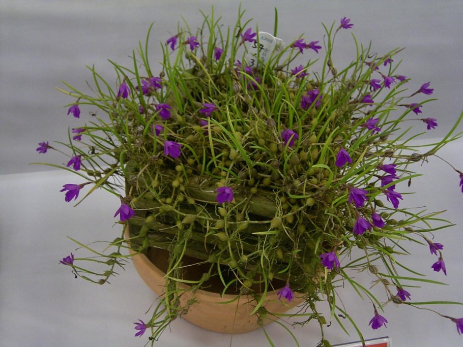 Орхидея Isabelia virginalis