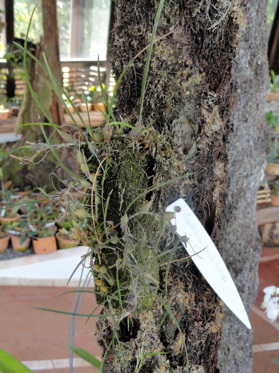 Constantia rupestris