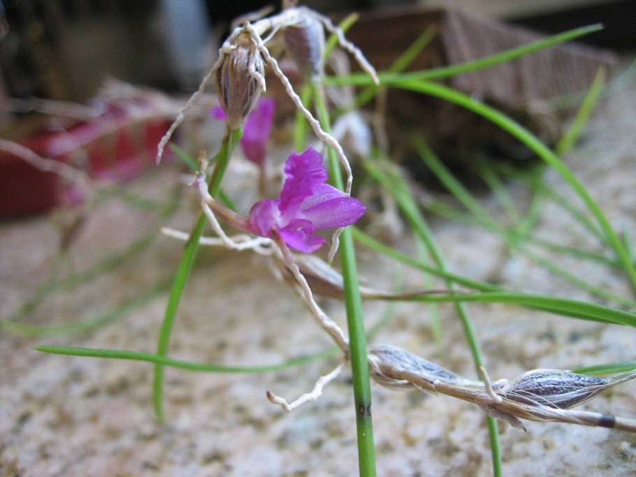 Софронитис виолацея