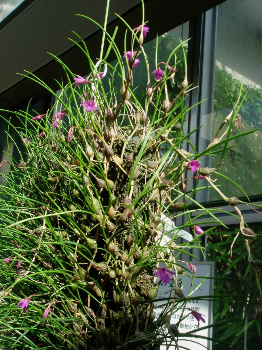 Sophronitis violacea