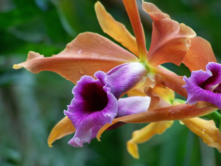 Орхидея колманара ред