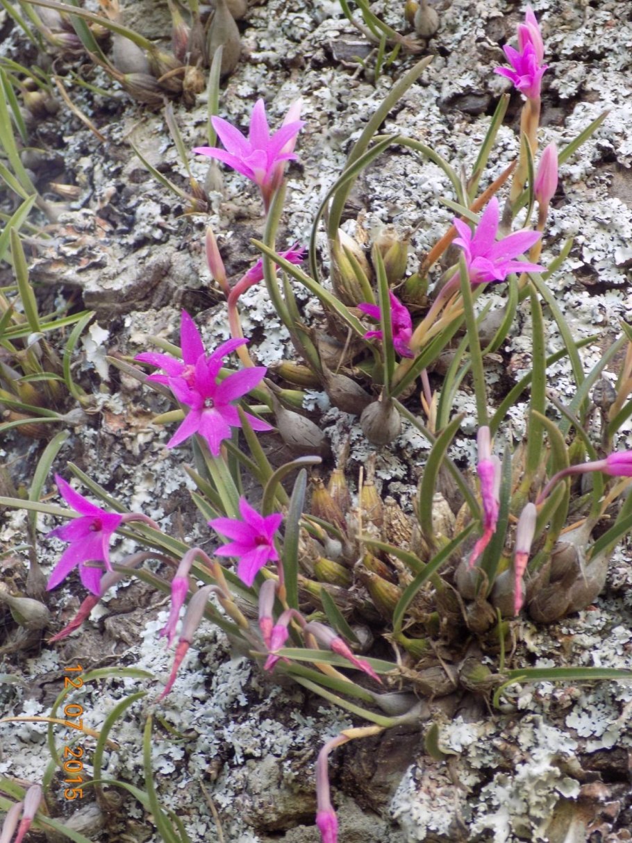 Isabelia violacea Продолжительность цветения