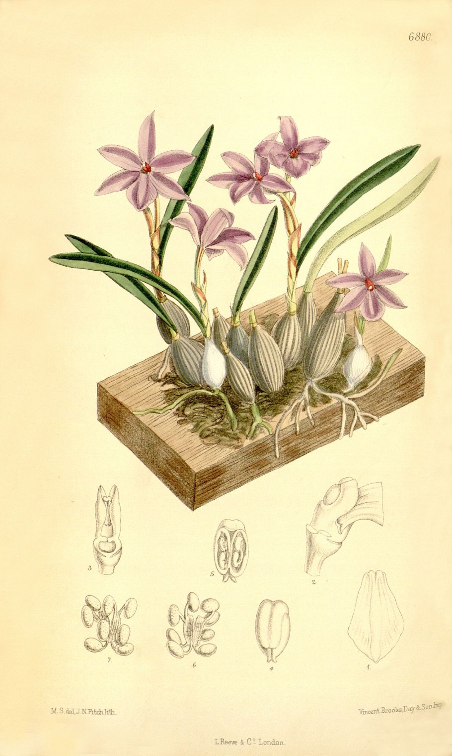 Sophronitis violacea