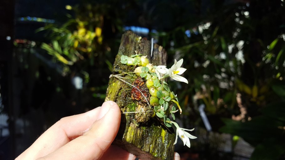 Sophronitis violacea