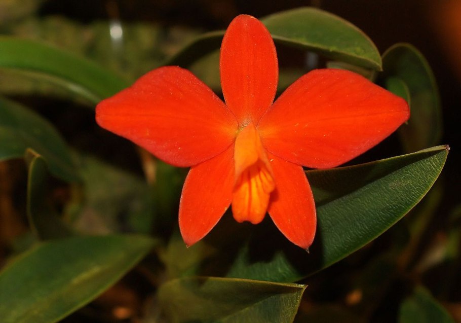 Sophronitis coccinea