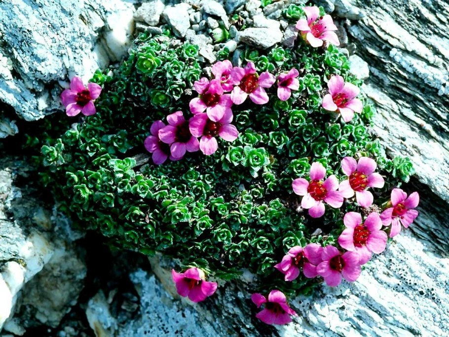 Камнеломка саксифрага