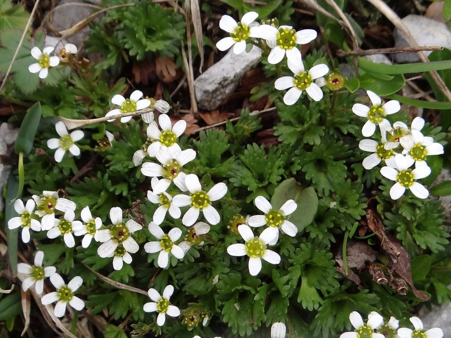 Saxifraga wahlenbergii