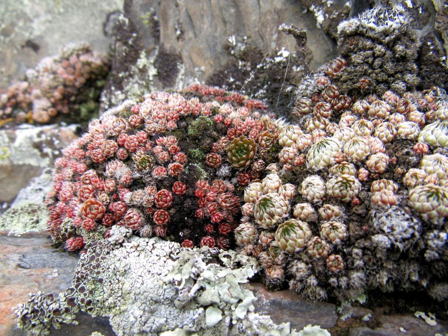 Камнеломка ползучая