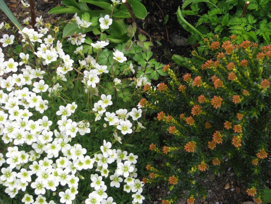 Камнеломка schneeteppich