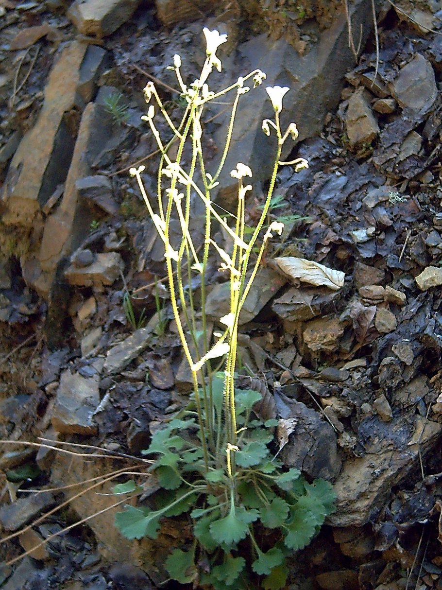 Saxifraga sachalinensis