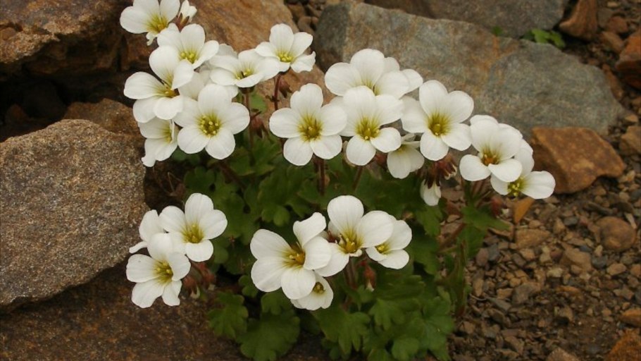 Камнеломка Сибирская