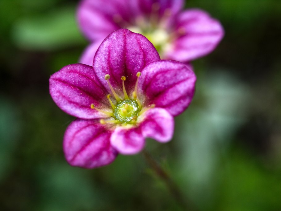 Камнеломка синяя