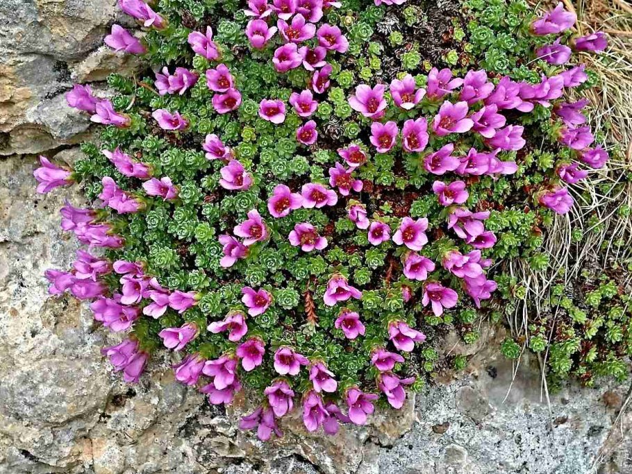 Saxifraga oppositifolia
