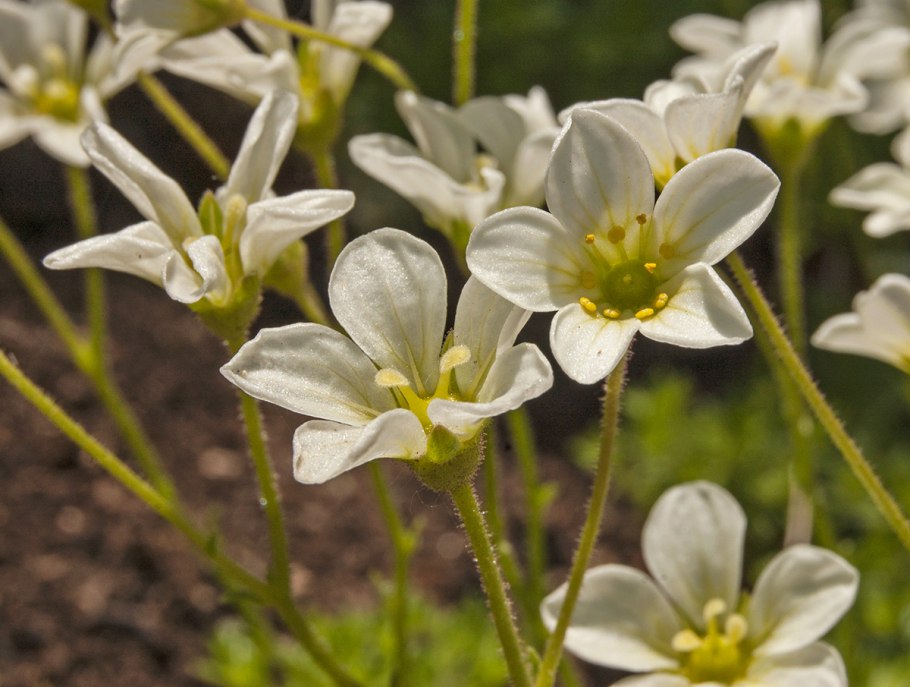 Камнеломка гипнумовая - Saxifraga hypnoides