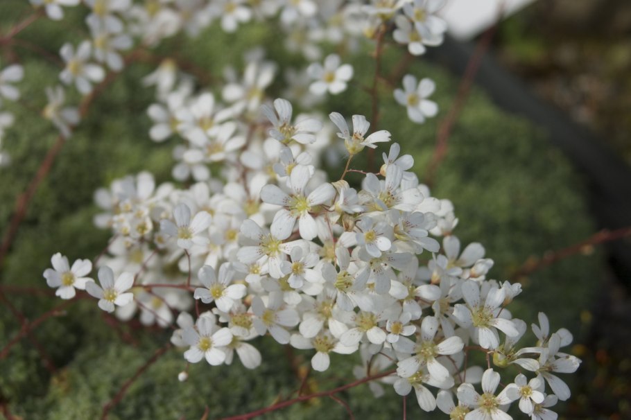 Камнеломка метельчатая Saxifraga paniculata минор