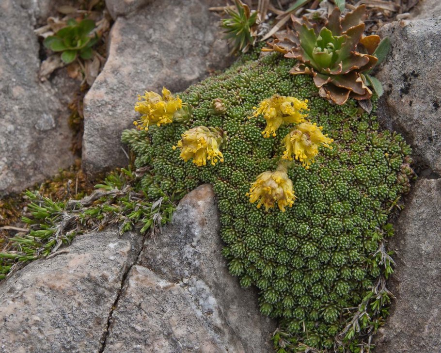 Saxifraga tricuspidata