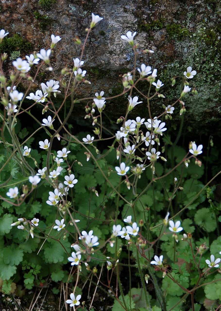 Камнеломка жёстколистная