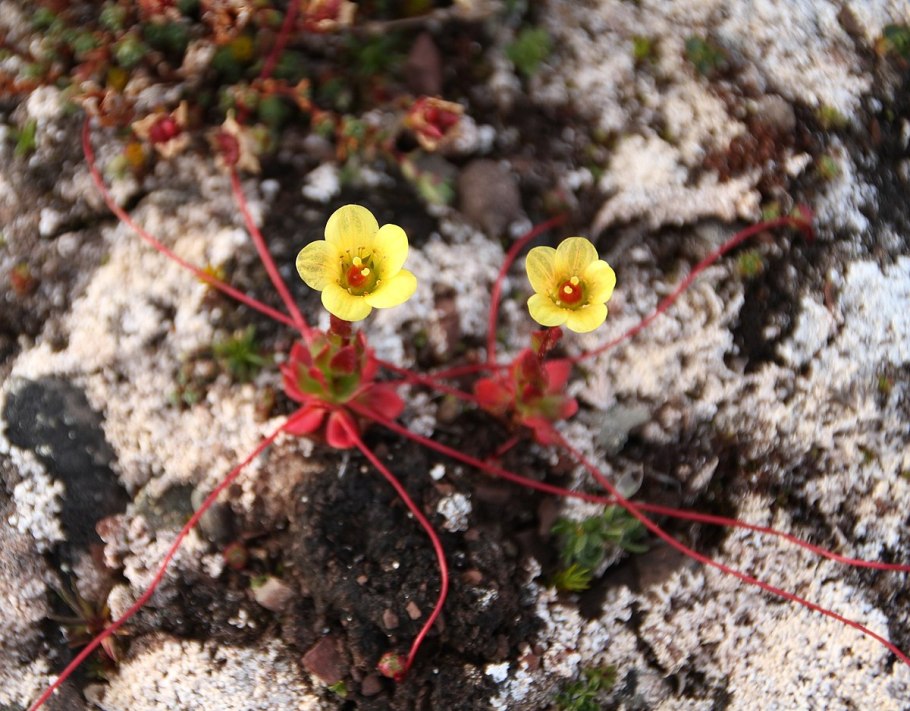 Saxifraga flagellaris