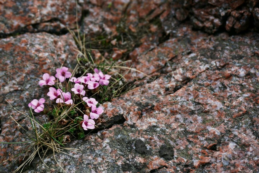 Камнеломка круглолистная