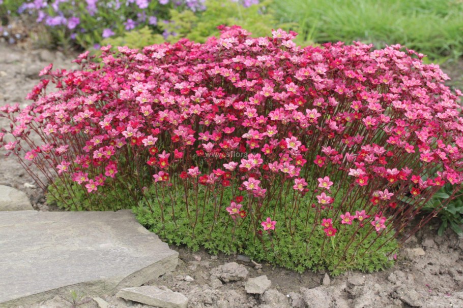 Камнеломка арендса растение