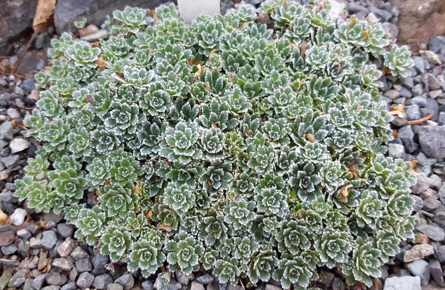 Камнеломка теневая вариегата