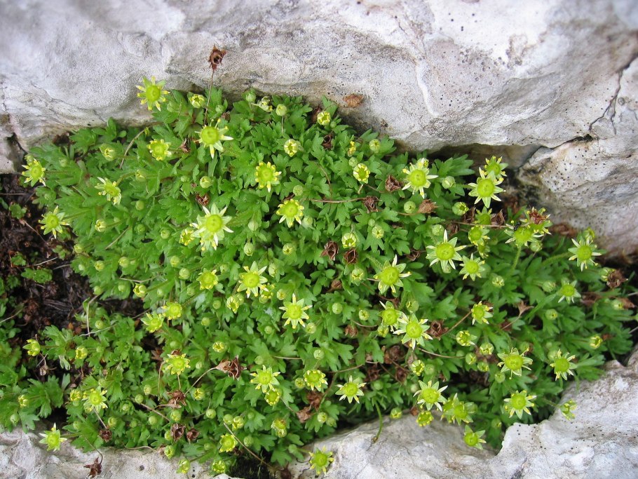 Saxifraga sedoides