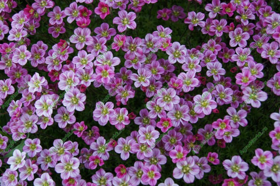 Камнеломка арендса альба