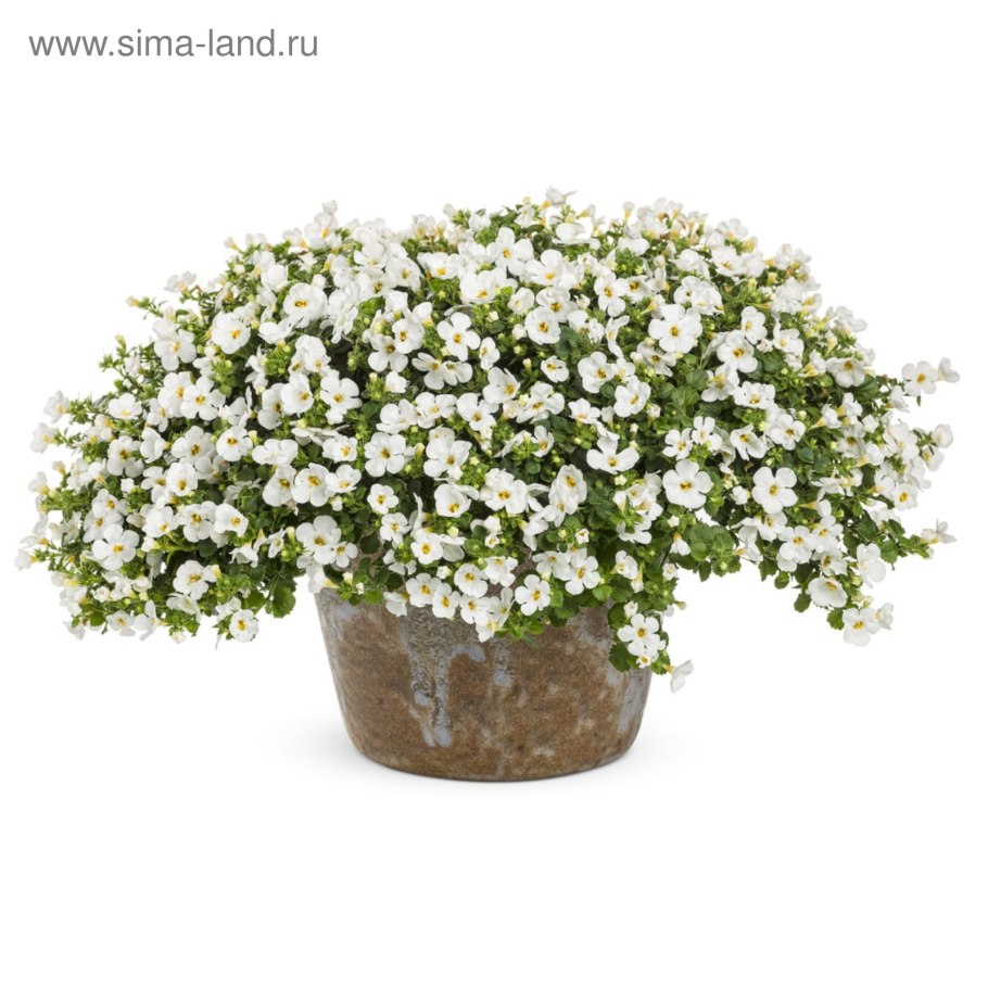 Бакопа аквариумная зеленая