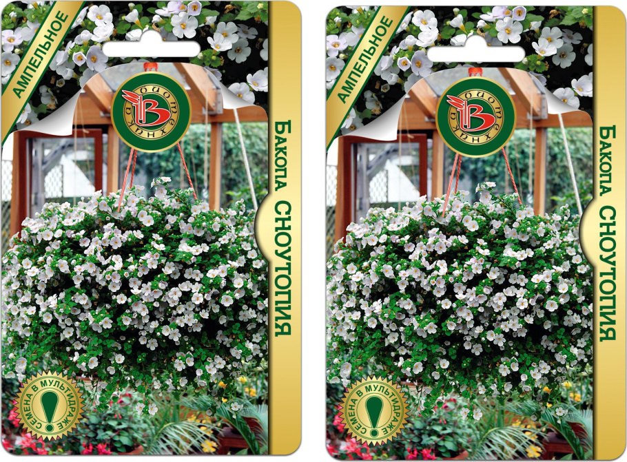 Бакопа ампельная