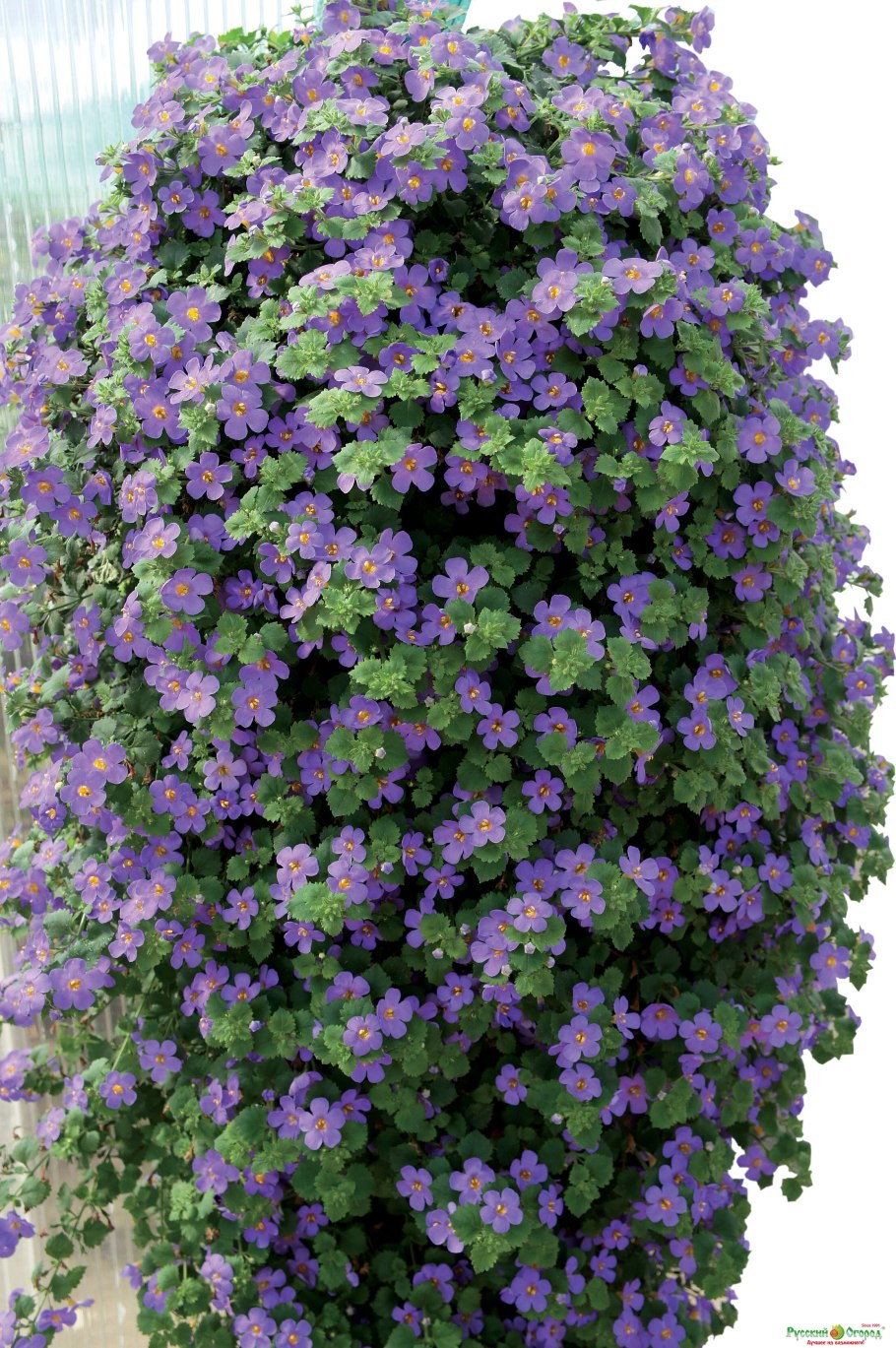 Бакопа ампельная вегетативная