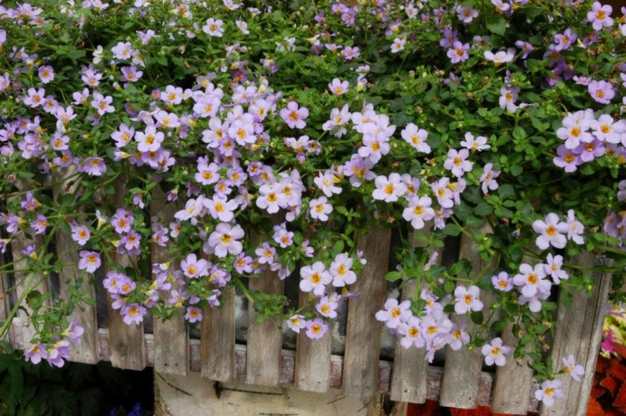 Бакопа blutopia