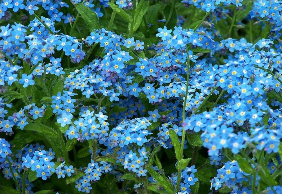 Незабудка Альпийская Садовая