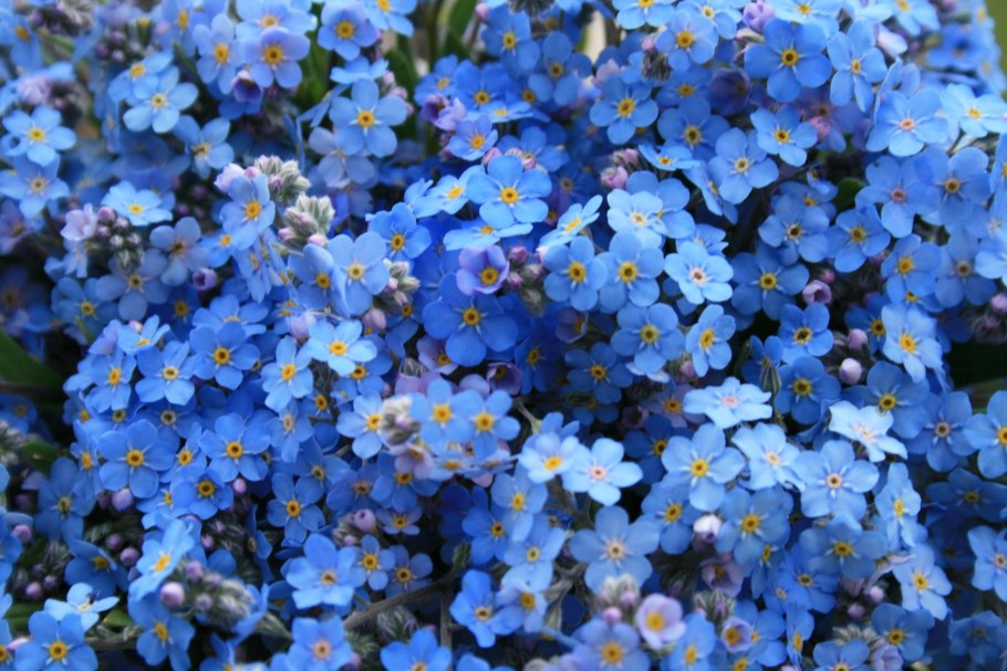 Незабудка лесная myosotis sylvatica
