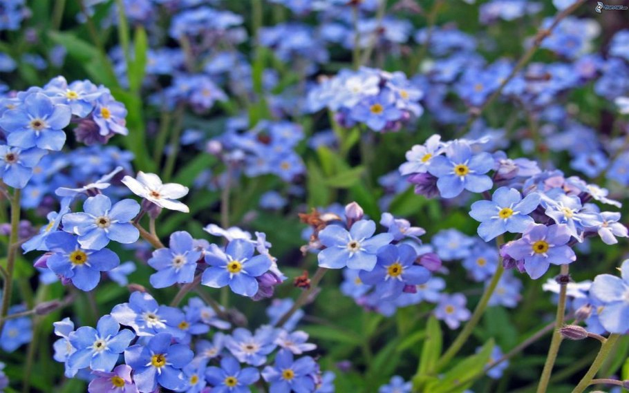 Цветок Myosotis alpestris,