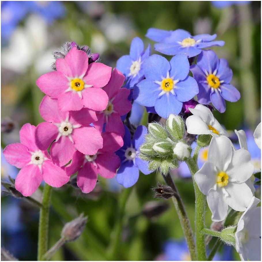 Альпийская Незабудка Блу Болл