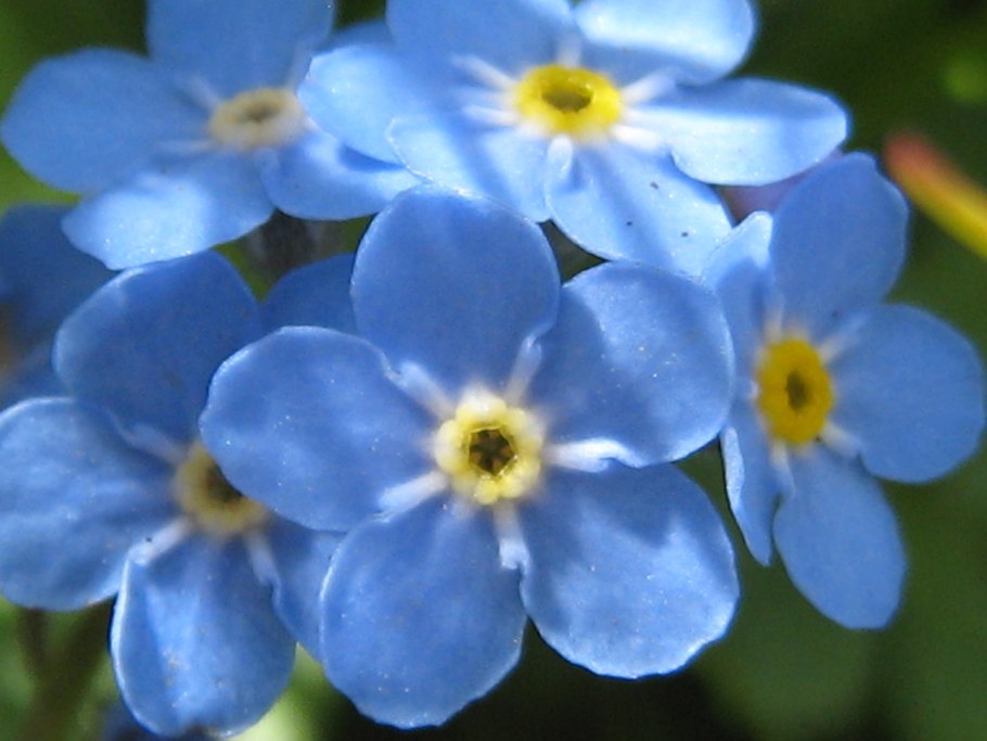 Незабудка лесная myosotis sylvatica