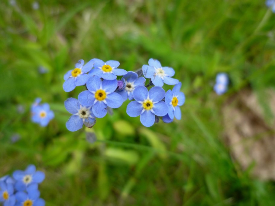 Незабудка Альпийская (Myosotis alpestris)