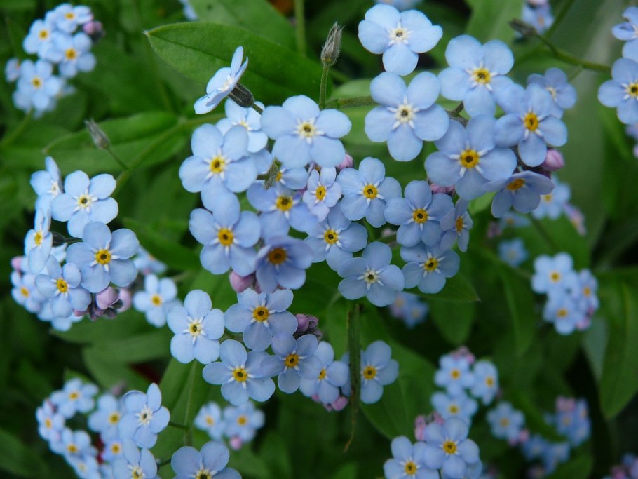 Незабудка полевая myosotis arvensis