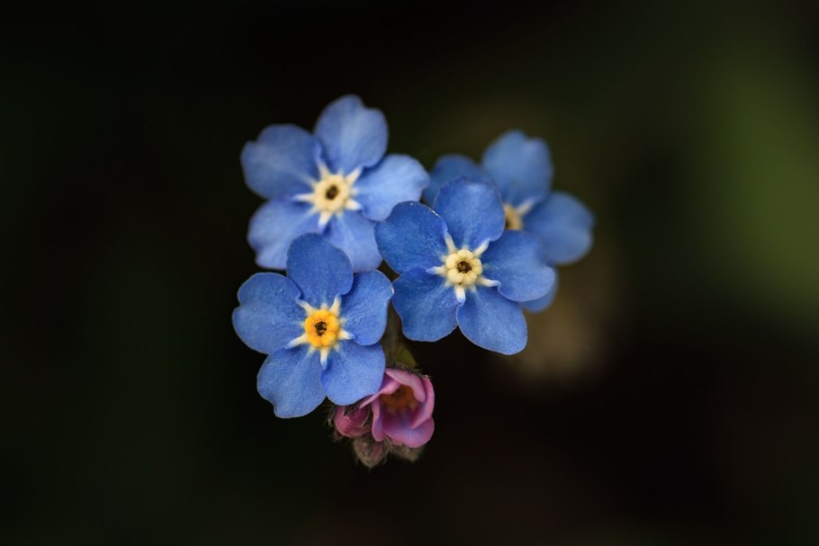 Незабудка Горная