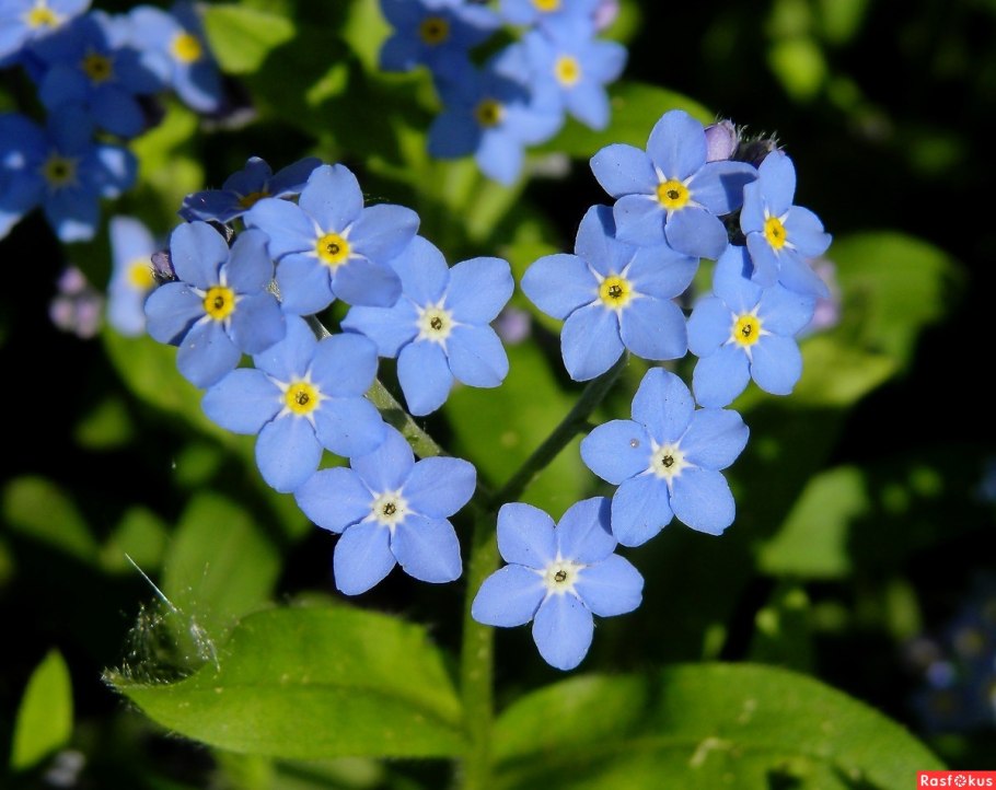 Незабудка альпийская виктори роуз