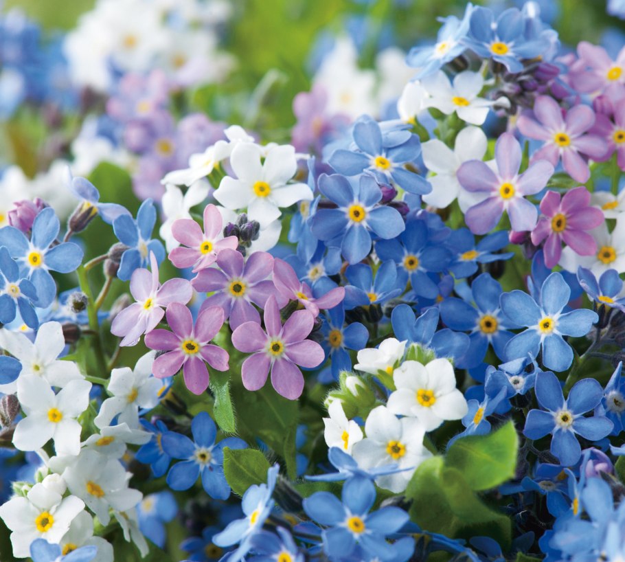 Альпийская Незабудка Блу Болл