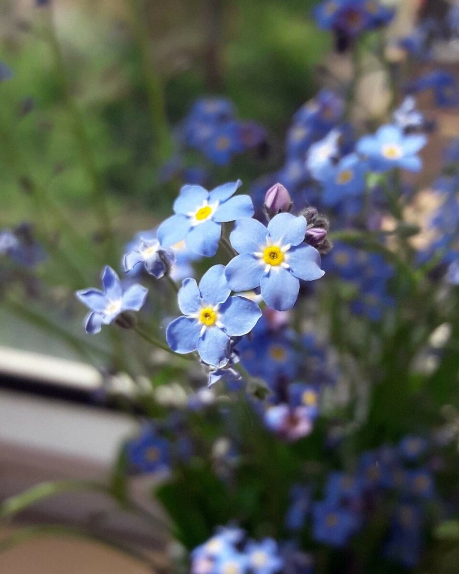 Незабудка лесная myosotis sylvatica