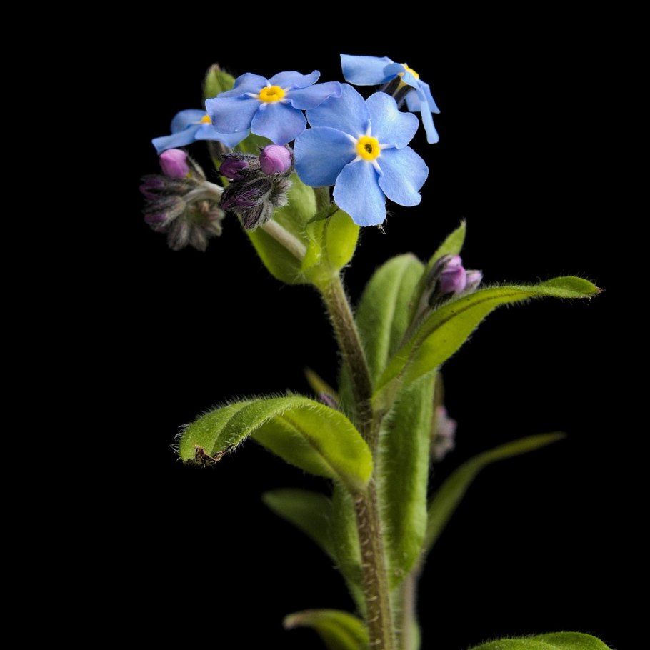 Незабудка мелкоцветковая (myosotis micrantha).