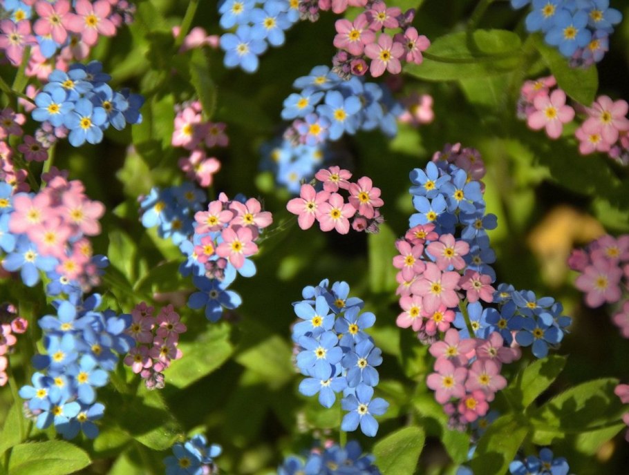 Незабудка альпийская myosotis alpestris