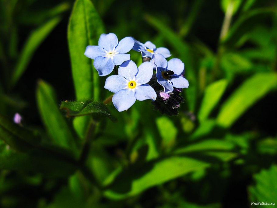 Цветок Myosotis alpestris,