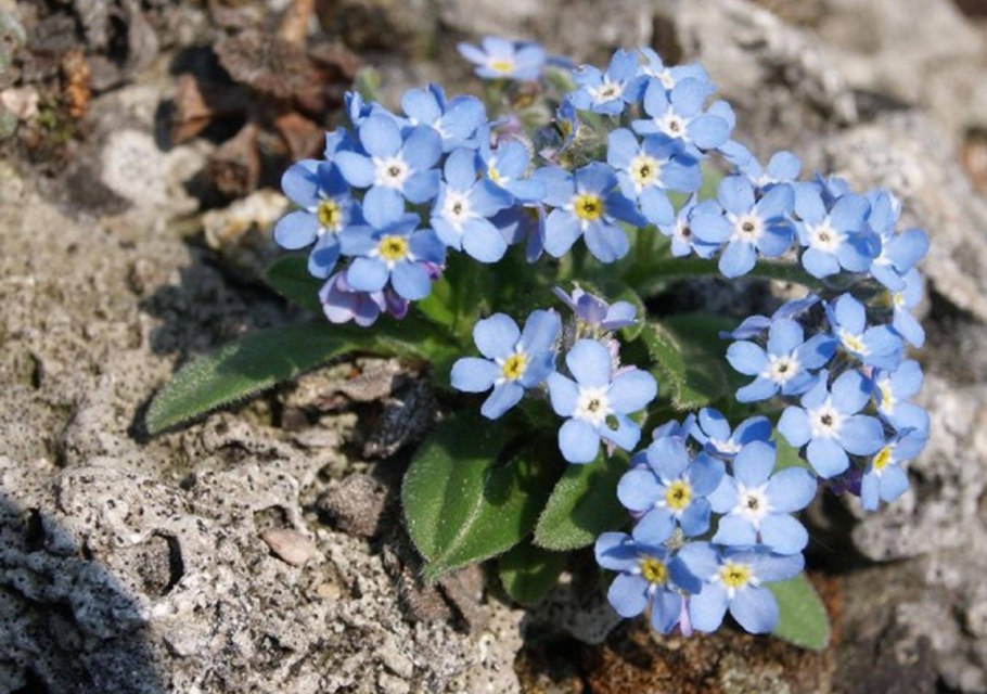 Цветок Myosotis alpestris,